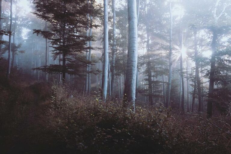 resized_13_fallback
